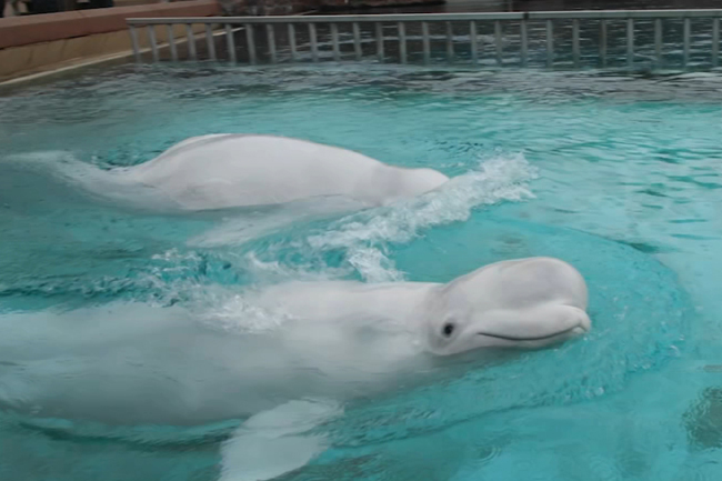 Mimo zabiegów pracownikom Shedd Aquarium nie udało się uratować dwóch belug z kanadyjskiego parku