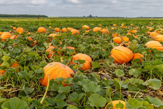 Illinois krajowym liderem produkcji dyń